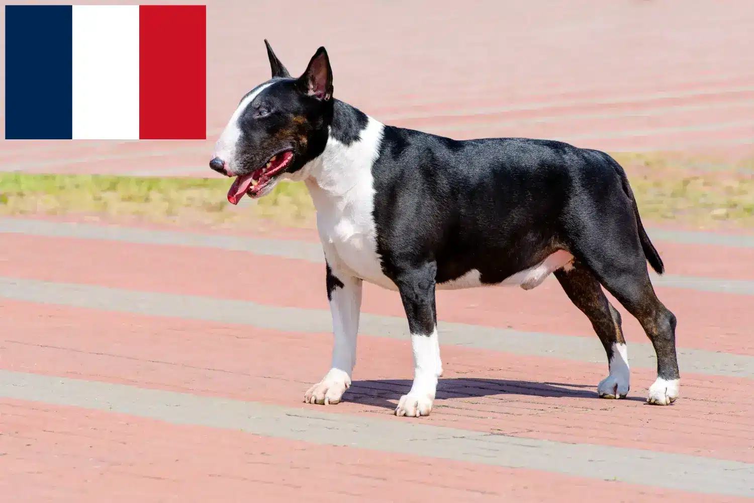 Lees meer over het artikel Bull Terrier fokkers en puppies in Frankrijk