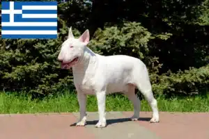 Lees meer over het artikel Bull Terrier fokkers en puppies in Griekenland