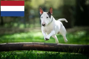 Lees meer over het artikel Bull Terrier fokkers en puppies in Nederland