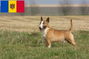 Lees meer over het artikel Bull Terrier fokkers en puppies in Moldavië