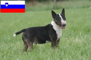 Lees meer over het artikel Bull Terrier fokkers en puppies in Slovenië