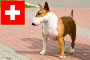 Lees meer over het artikel Bull Terrier fokkers en pups in Zwitserland