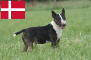 Lees meer over het artikel Bull Terrier fokkers en pups in Denemarken