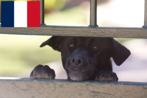 Lees meer over het artikel Ca de Bestiar fokkers en pups in Frankrijk