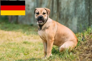 Lees meer over het artikel Ca de Bou fokkers en pups in Duitsland