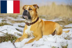 Lees meer over het artikel Ca de Bou fokkers en pups in Frankrijk
