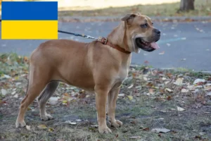 Lees meer over het artikel Ca de Bou fokkers en pups in Oekraïne