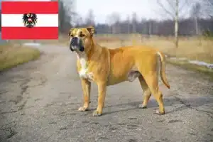 Lees meer over het artikel Ca de Bou fokkers en pups in Oostenrijk