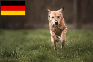 Lees meer over het artikel Canaan hondenfokkers en pups in Duitsland