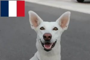 Lees meer over het artikel Canaan hondenfokkers en pups in Frankrijk