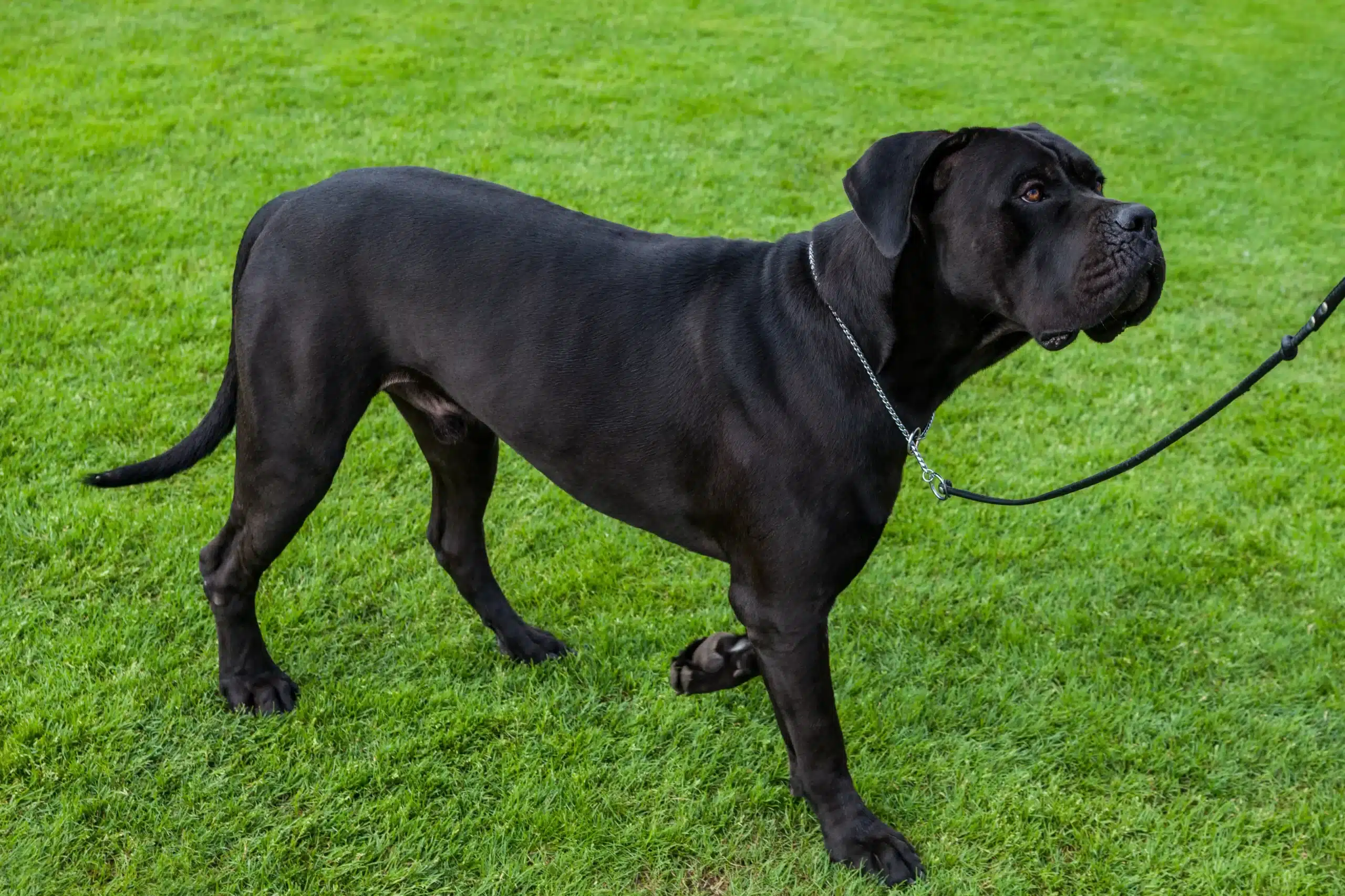 Lees meer over het artikel Cane Corso Italiano Fokker