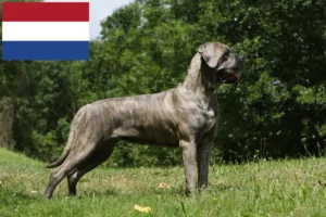 Lees meer over het artikel Cane Corso Italiano fokkers en pups in Nederland