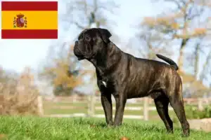 Lees meer over het artikel Cane Corso Italiano fokkers en pups in Spanje
