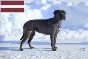 Lees meer over het artikel Cane Corso Italiano fokkers en pups in Letland