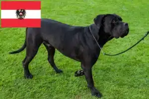 Lees meer over het artikel Cane Corso Italiano fokkers en pups in Oostenrijk