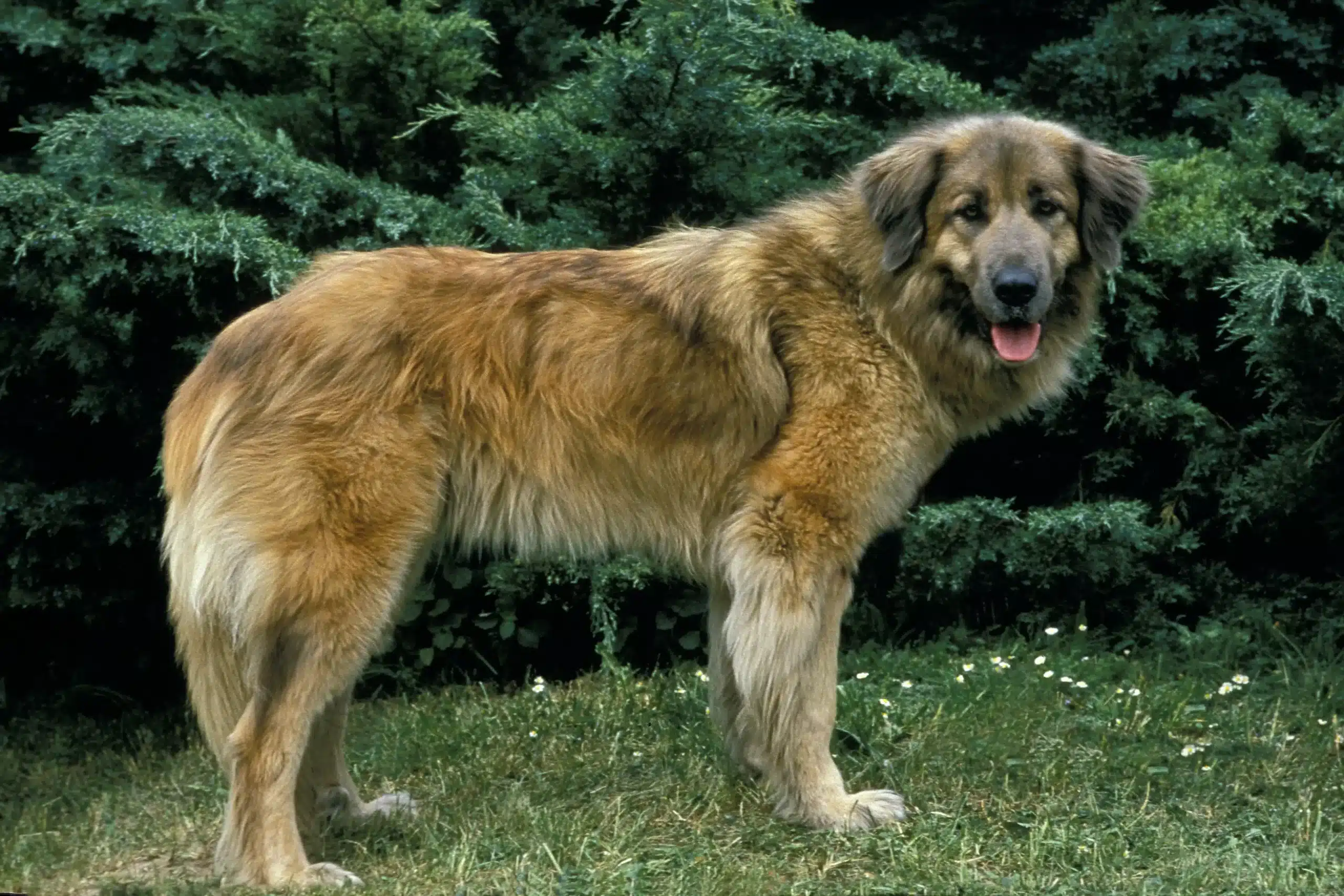 Lees meer over het artikel Cão Da Serra Da Estrela Fokker