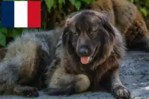 Lees meer over het artikel Cão Da Serra Da Estrela fokkers en pups in Frankrijk