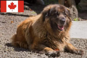 Lees meer over het artikel Cão Da Serra Da Estrela fokkers en pups in Canada
