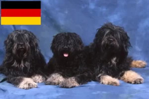 Lees meer over het artikel Cão da Serra de Aires fokkers en puppies in Duitsland