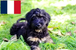 Lees meer over het artikel Cão da Serra de Aires fokkers en puppies in Frankrijk