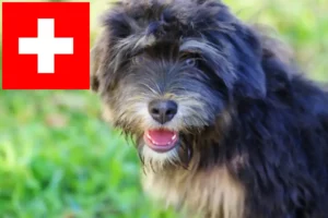 Lees meer over het artikel Cão da Serra de Aires fokkers en puppies in Zwitserland