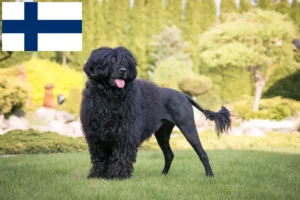 Lees meer over het artikel Cão de Agua português fokkers en puppies in Finland