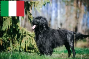 Lees meer over het artikel Cão de Agua português fokkers en puppies in Italië