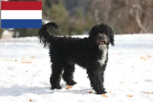Lees meer over het artikel Cão de Agua português fokkers en puppies in Nederland