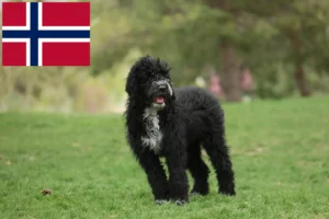 Lees meer over het artikel Cão de Agua português fokkers en puppies in Noorwegen