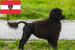Lees meer over het artikel Cão de Agua português fokkers en puppies in Oostenrijk
