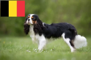 Lees meer over het artikel Cavalier King Charles Spaniël fokkers en puppies in België