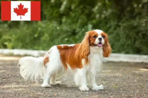 Lees meer over het artikel Cavalier King Charles Spaniël fokkers en puppies in Canada