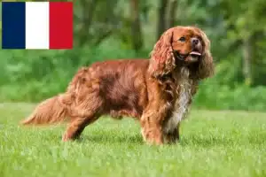 Lees meer over het artikel Cavalier King Charles Spaniël fokkers en puppies in Frankrijk