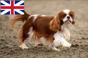 Lees meer over het artikel Cavalier King Charles Spaniël fokkers en pups in Groot-Brittannië