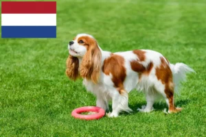 Lees meer over het artikel Cavalier King Charles Spaniël fokkers en pups in Nederland