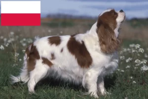 Lees meer over het artikel Cavalier King Charles Spaniël fokkers en puppies in Polen