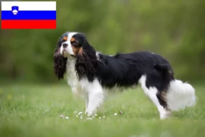Lees meer over het artikel Cavalier King Charles Spaniël fokkers en puppies in Slovenië
