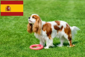 Lees meer over het artikel Cavalier King Charles Spaniël fokkers en puppies in Spanje