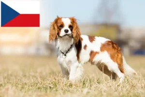 Lees meer over het artikel Cavalier King Charles Spaniël fokkers en puppies in Tsjechië