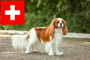 Lees meer over het artikel Cavalier King Charles Spaniël fokkers en puppies in Zwitserland
