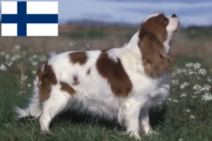 Lees meer over het artikel Cavalier King Charles Spaniël fokkers en puppies in Finland