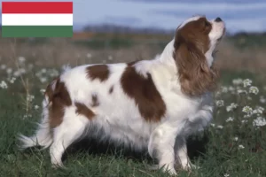 Lees meer over het artikel Cavalier King Charles Spaniël fokkers en puppies in Hongarije