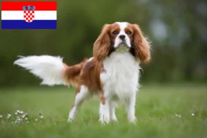 Lees meer over het artikel Cavalier King Charles Spaniël fokkers en puppies in Kroatië
