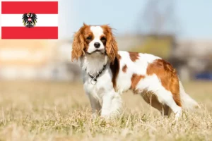 Lees meer over het artikel Cavalier King Charles Spaniël fokkers en pups in Oostenrijk