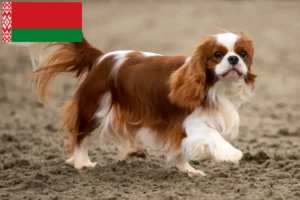 Lees meer over het artikel Cavalier King Charles Spaniël fokkers en puppies in Wit-Rusland