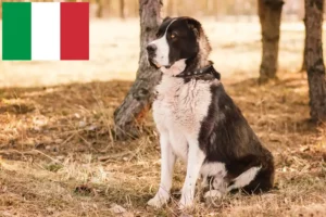 Lees meer over het artikel Centraal-Aziatische Herdershond Fokker en Puppies in Italië