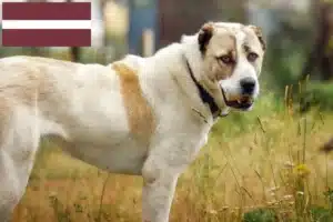 Lees meer over het artikel Centraal-Aziatische Herdershond fokker en Puppies in Letland