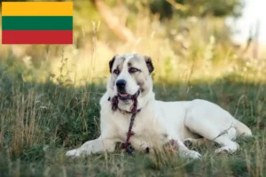 Lees meer over het artikel Centraal-Aziatische Herdershond Fokker en Puppies in Litouwen