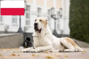 Lees meer over het artikel Centraal-Aziatische Herdershond Fokker en Puppies in Polen