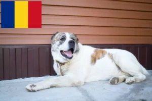 Lees meer over het artikel Centraal-Aziatische Herdershond fokker en Puppies in Roemenië